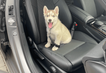 Trasporto animali in auto e moto in sicurezza: cosa dobbiamo sapere prima di partire in viaggio